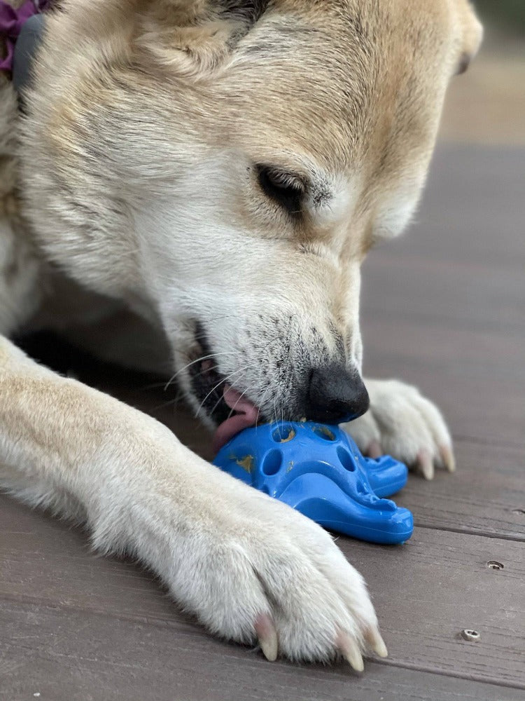 Starfish Nylon Chew Toy