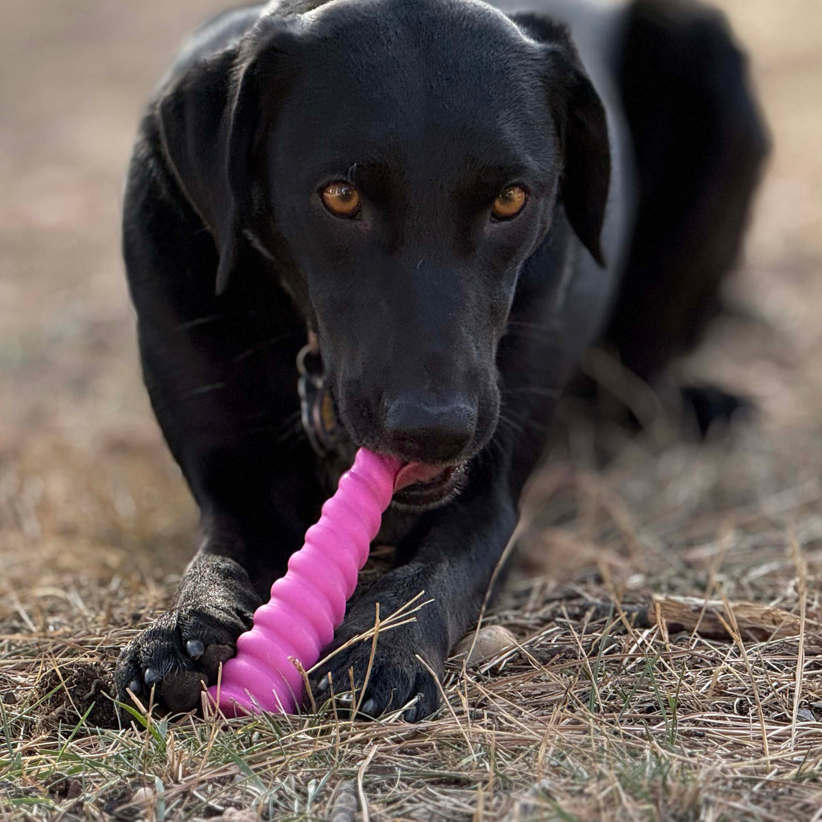 Unicorn Horn Nylon Chew Toy