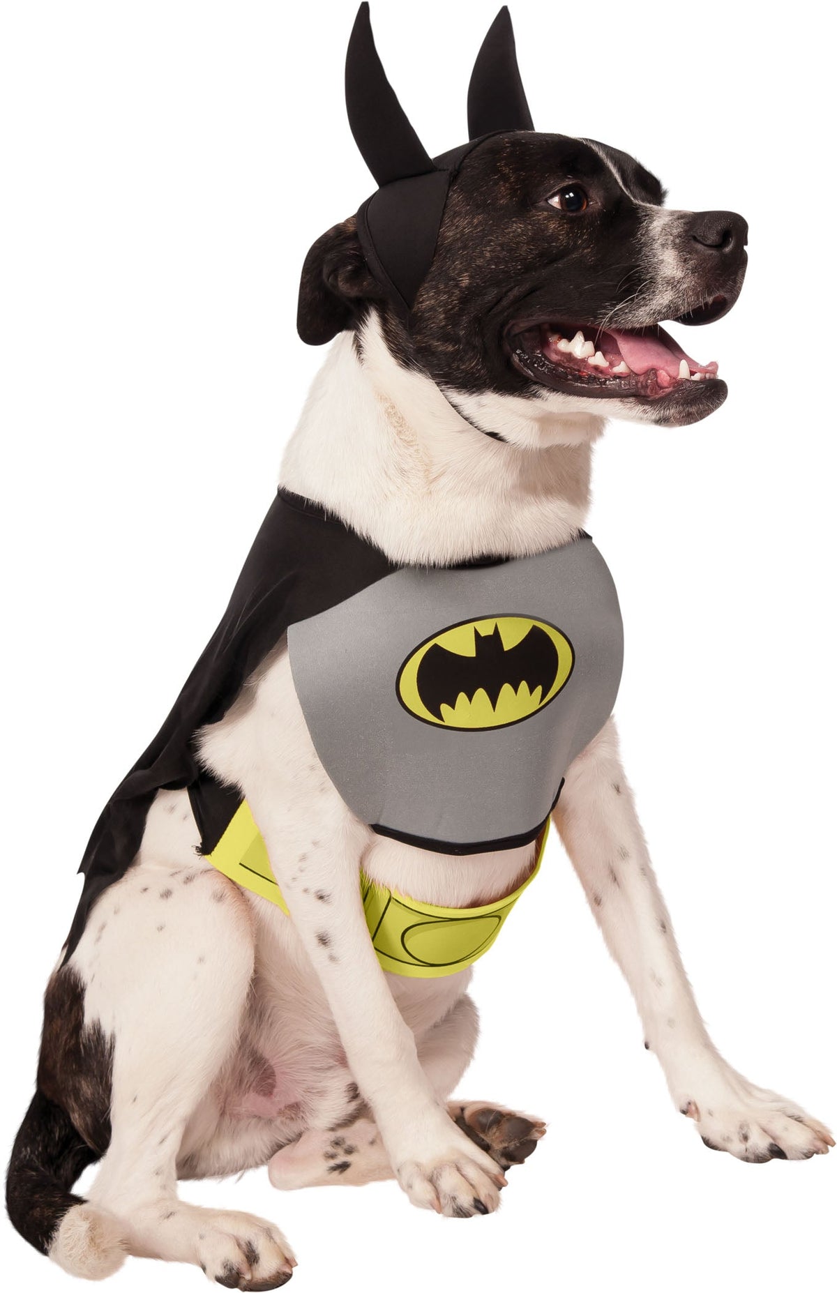 Dog wearing the Batman Pet Costume, Halloween Store, sold through Sniff and Shift